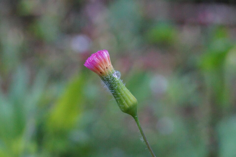 Wild pink flowers