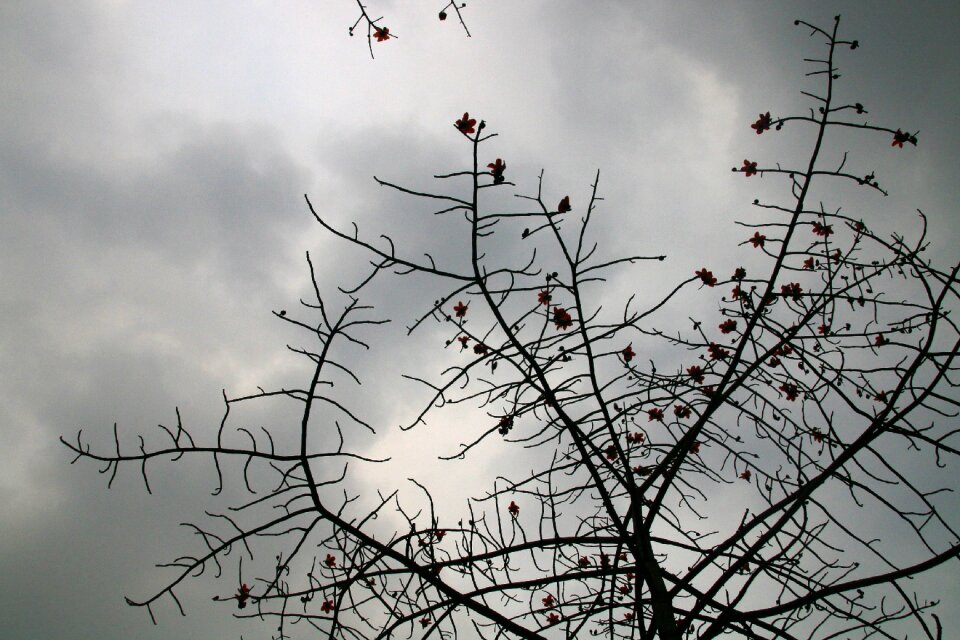 Kapok cloudy day mood