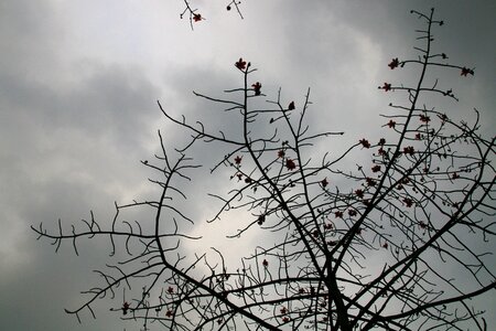 Kapok cloudy day mood photo