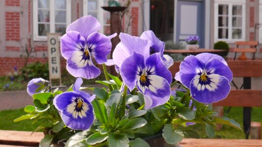 Nature pansy violet photo