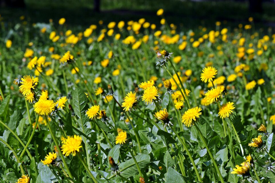 Dandelion nuns dandelion field