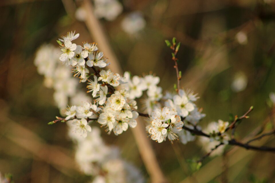 Bees petals white flowers
