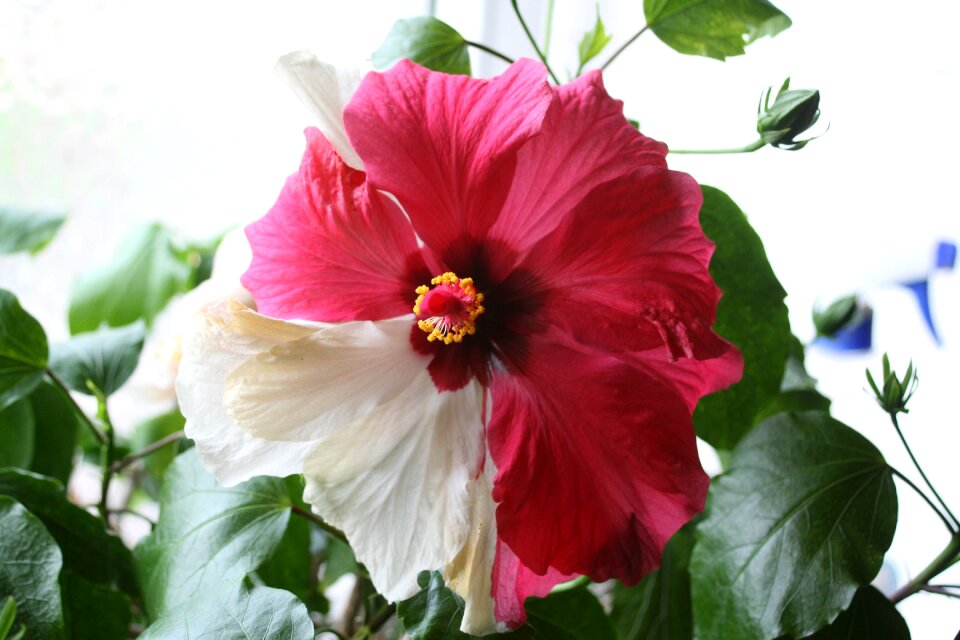 Nature flower hibiscus