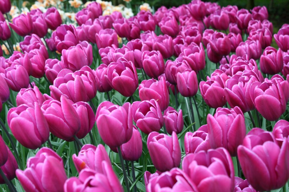 Nature floral bloom