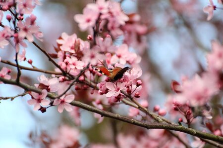 Insect blood plum flowering twig photo