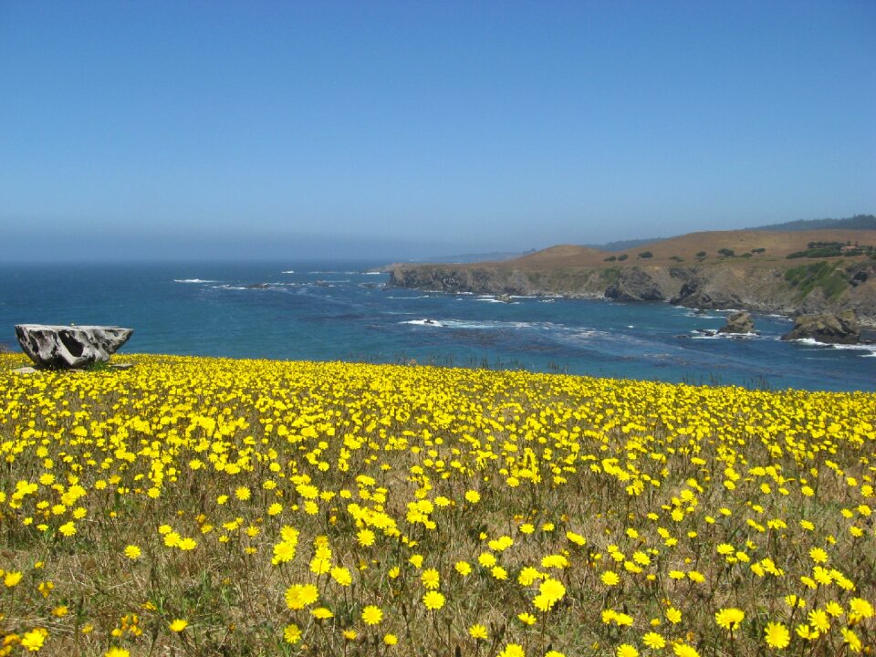 Seascape california mendocino