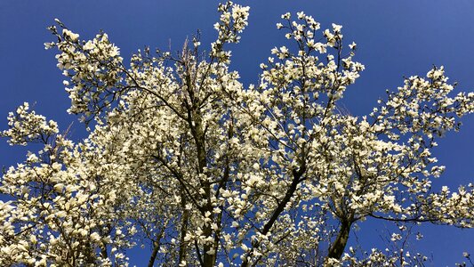 Bloom white magnolia