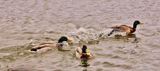 Water bird duck bird animals photo