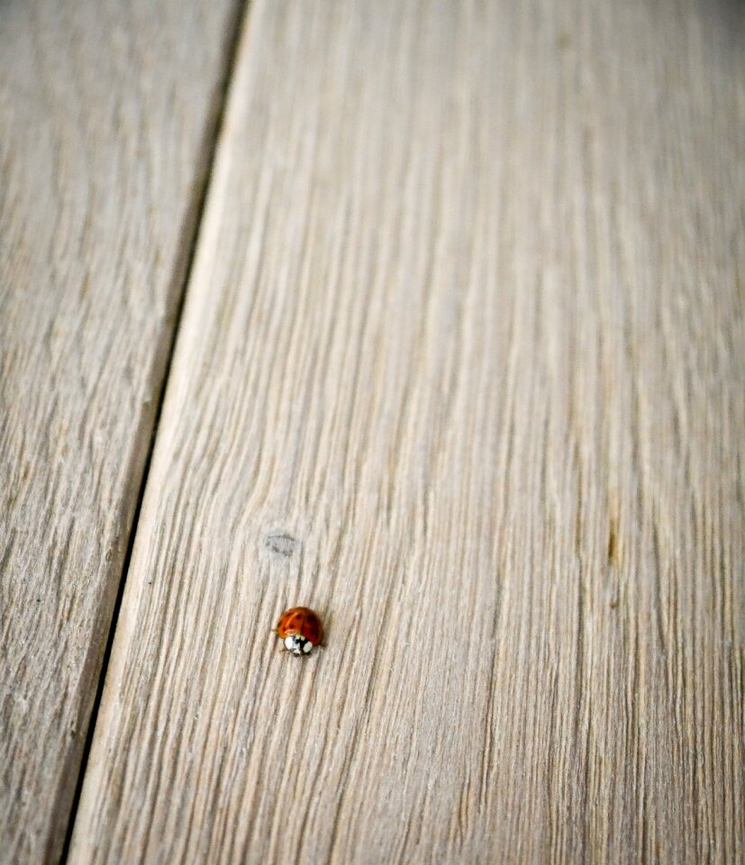Lucky charm close up insect