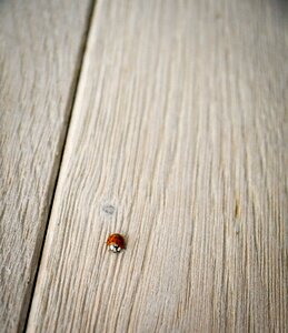 Lucky charm close up insect