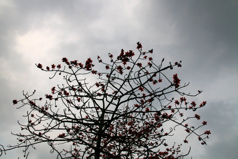 Kapok cloudy day mood