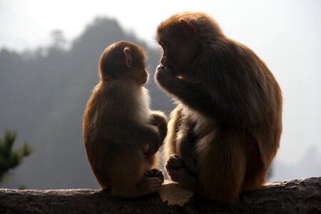 Monkey zhangjiajie animal