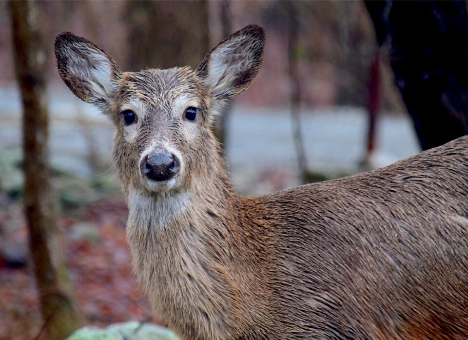Nature animal wildlife