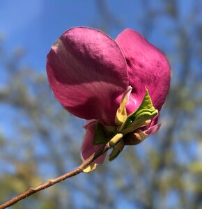 Large magnolia blossom ornamental photo