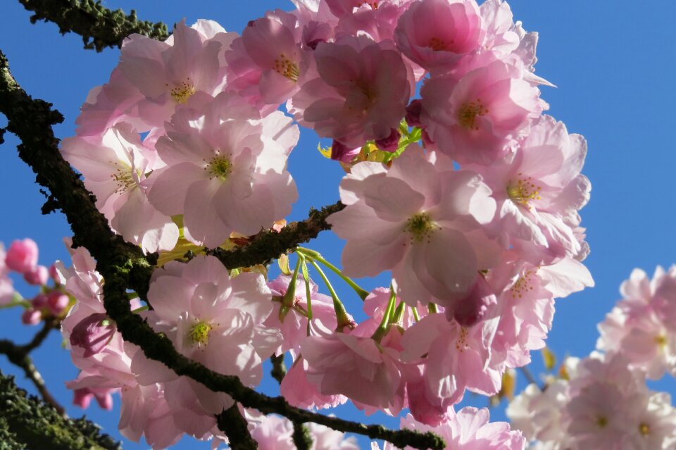 Pink flower branch