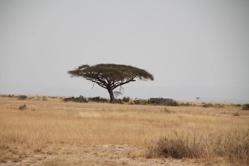 Safari wildlife tanzania photo