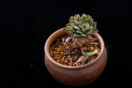 Plant gardening potted plants