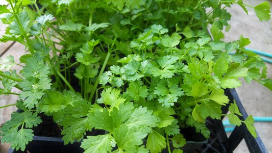 Organic herb fresh