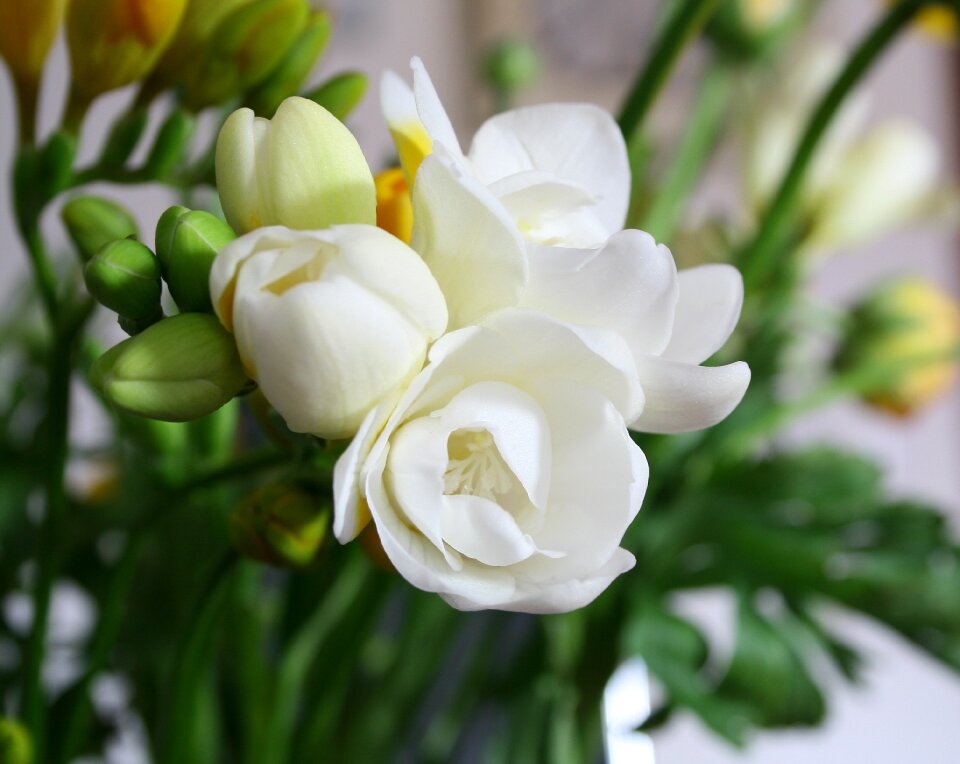 Floral bouquet of flowers nature