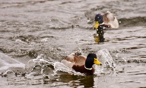 Water bird duck bird animals