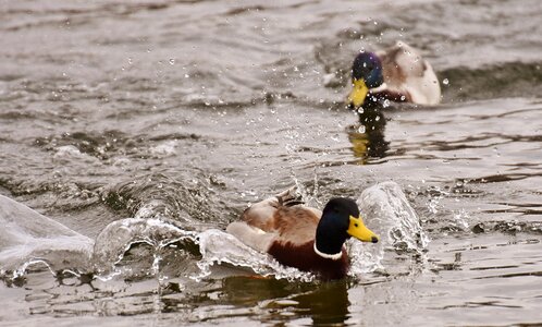 Water bird duck bird animals photo