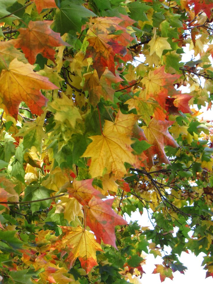 Foliage autumn purple