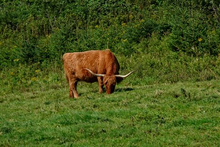 Livestock brown photo