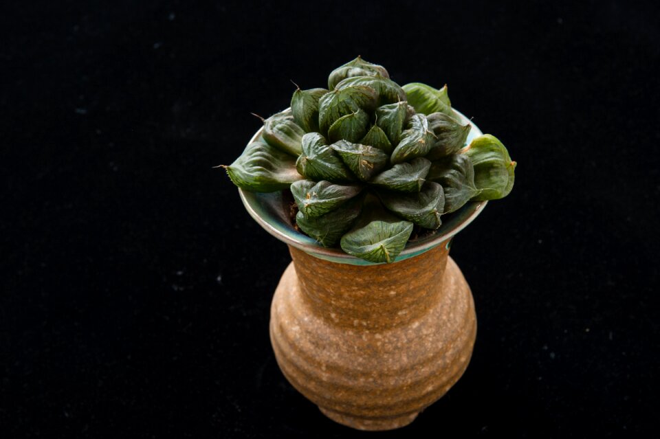 Plant gardening potted plants