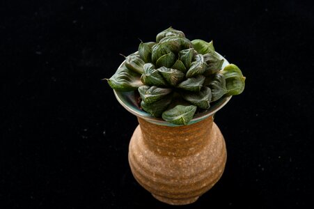 Plant gardening potted plants