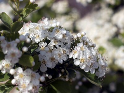 Bush flower white
