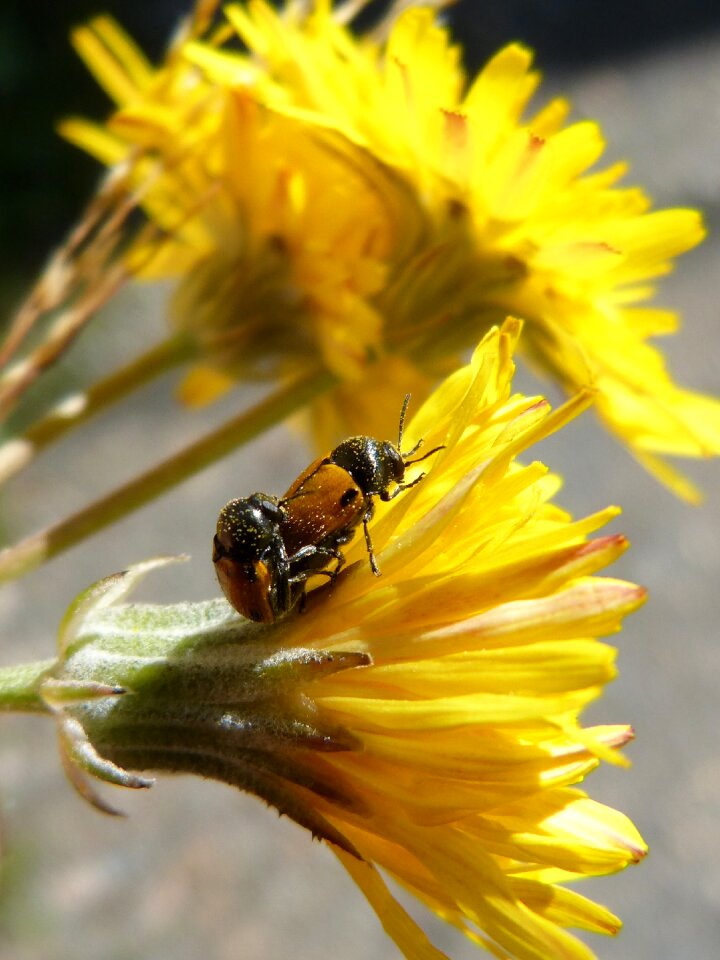 Insect breeding insects mating flower