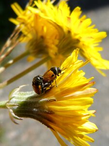 Insect breeding insects mating flower photo