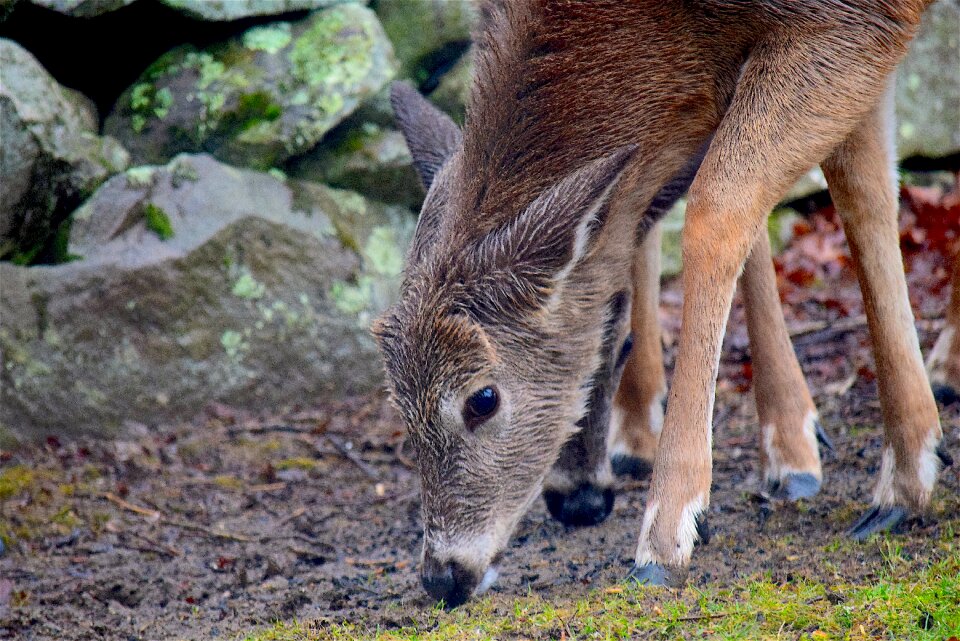 Nature animal wildlife