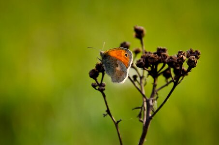 Insect spring close up