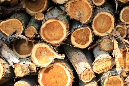 Winter heat firewood