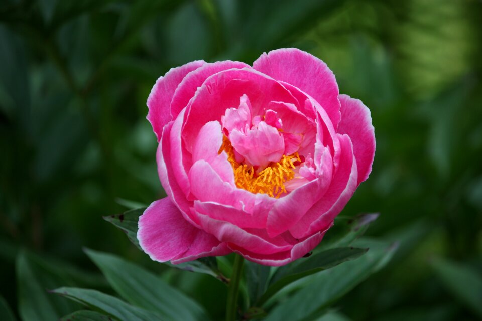 Pion flower greenery