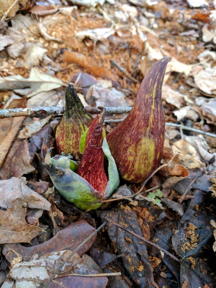 Sprouting skunk cabbage