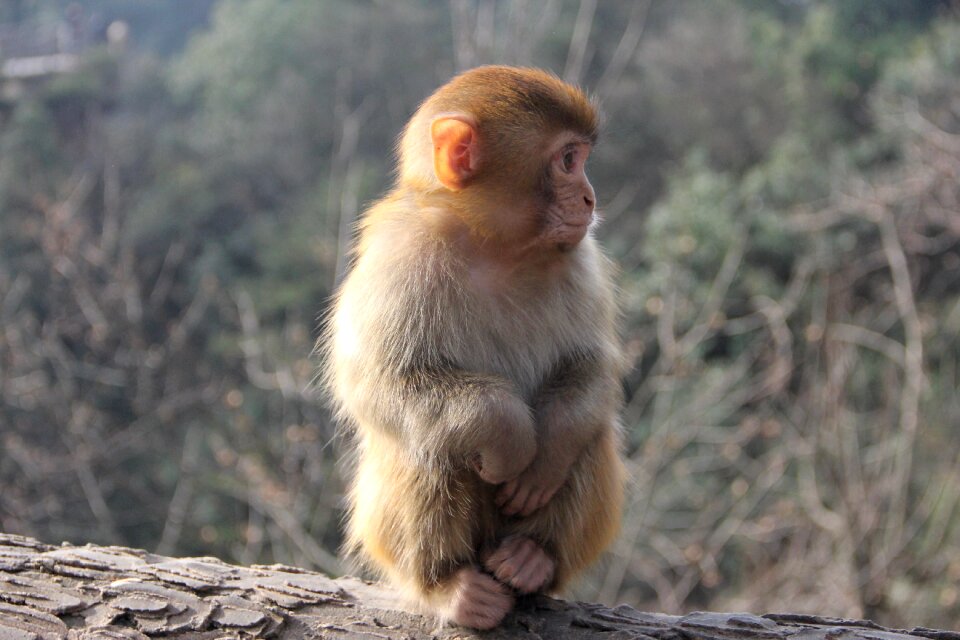 Monkey zhangjiajie animal