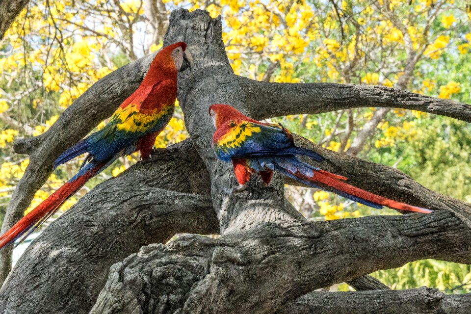 Nature beak wing
