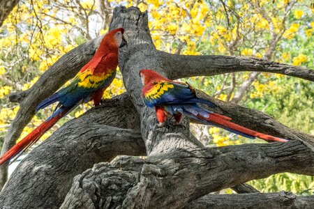 Nature beak wing photo