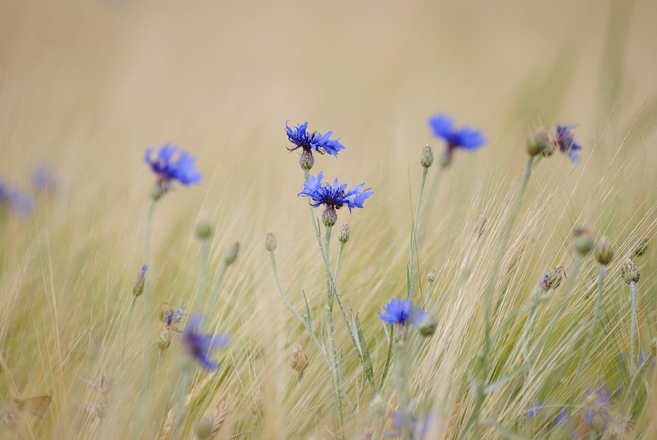 Cornflower go flower