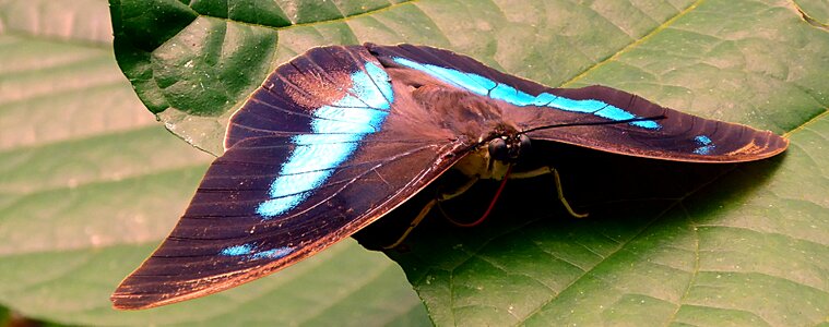 Lepidoptera brown blue