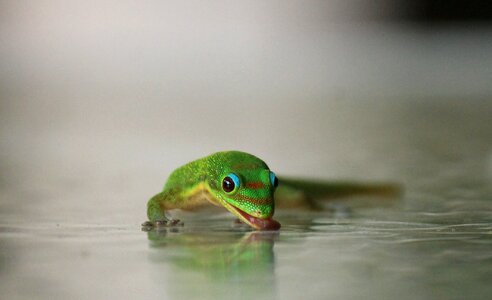 Nature liquid refreshment