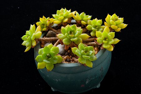 Plant gardening potted plants