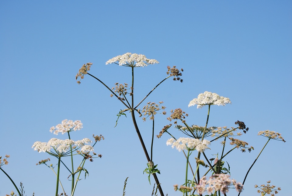 Sky white flowers