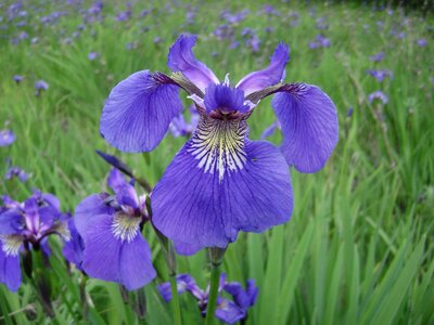 Purple flower green