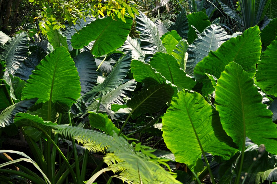 Forest leaves nature