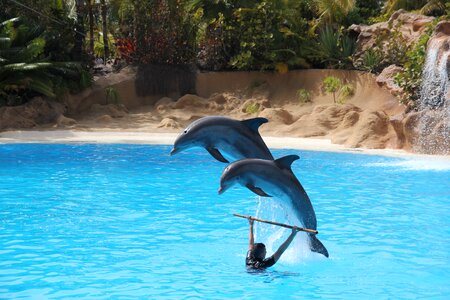 Loro parque tenerife dolphin