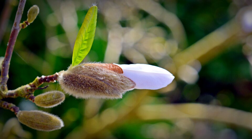 Bloom white blossom photo