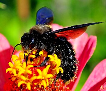 Insects on the flower drvodělka purple bumble-bee